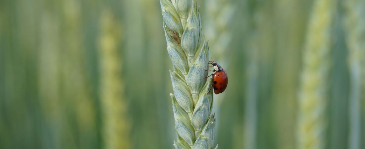 Marienkäfer